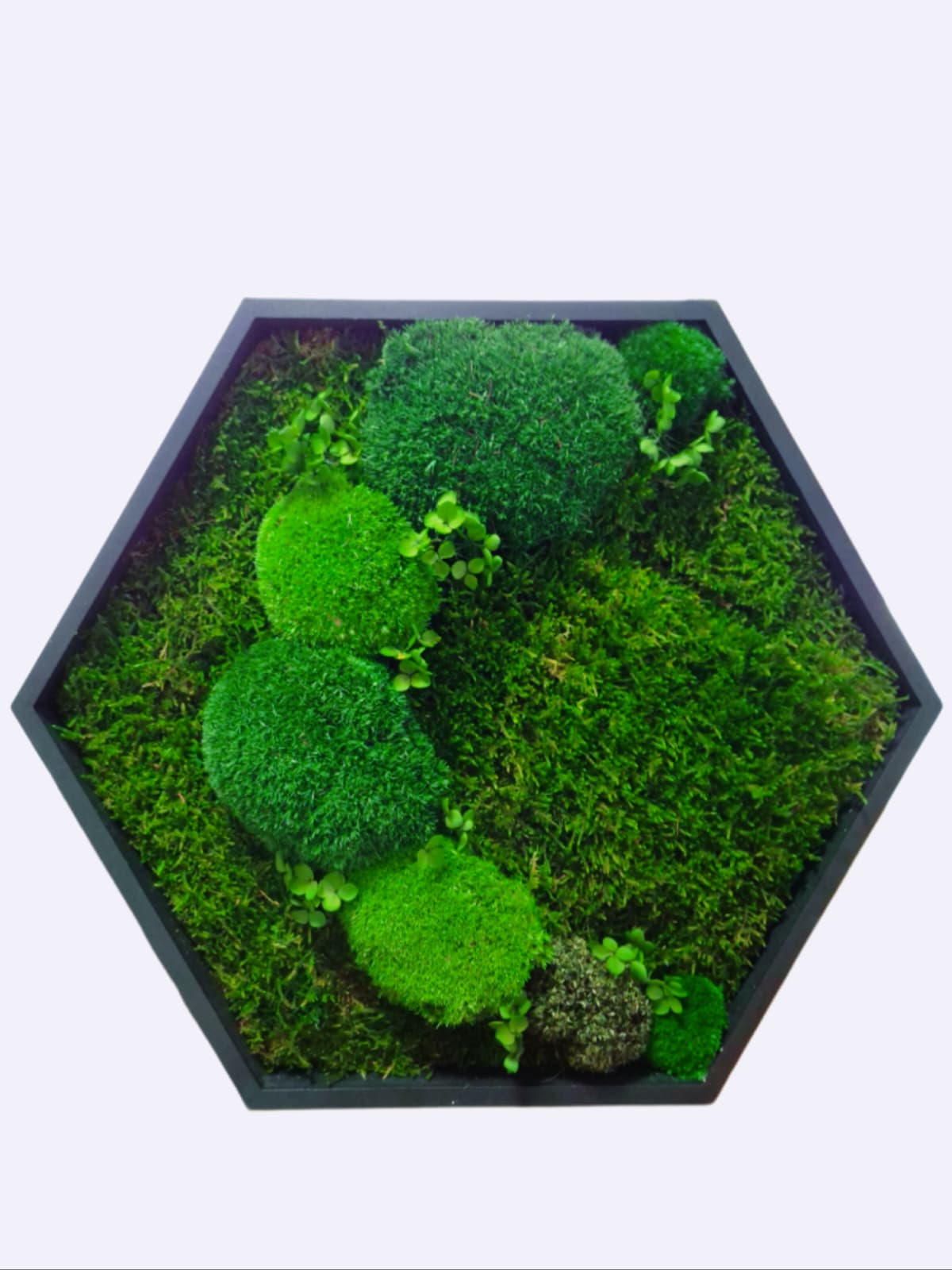 Tablou Hexagonal Din Muschi Plat Si Bombat